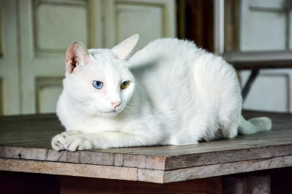 compléments alimentaires pour chats