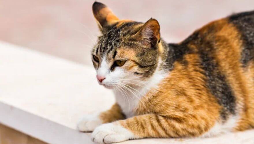 Chat fait caca hors litière Solutions pour un comportement Sain