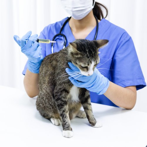 Sang dans l’urine du chat causes et solutions Planipets
