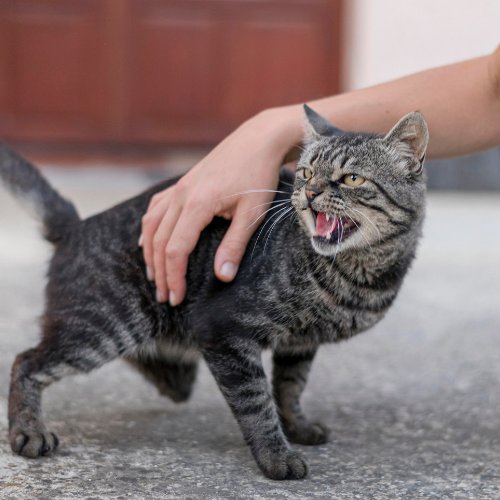 Sang dans l’urine du chat causes et solutions Planipets