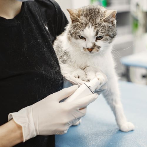 Sang dans l’urine du chat causes et solutions Planipets