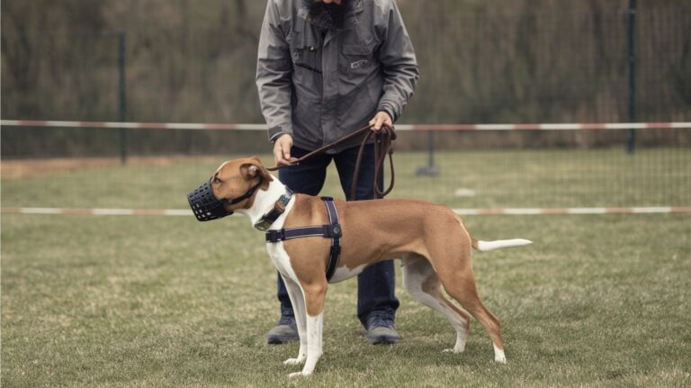 10 erreurs fatales à éviter pour le choix de son éducateur canin