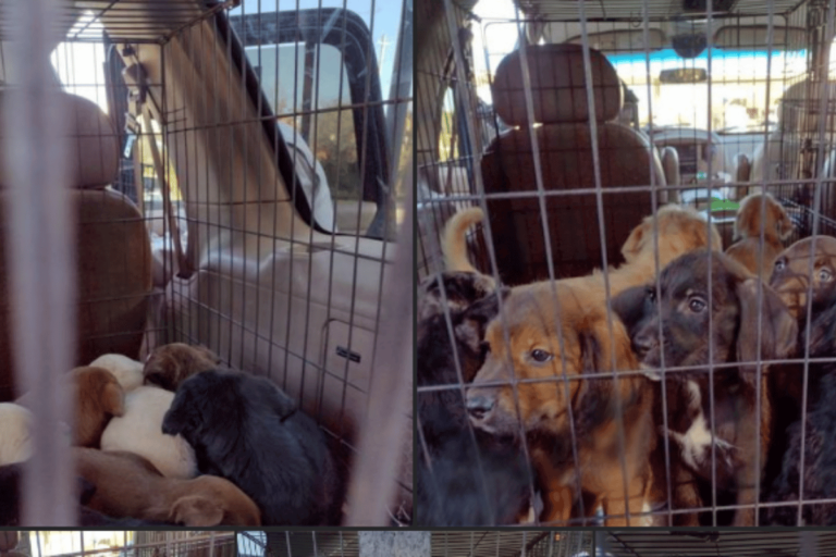 Plusieurs chiots sauvés par la Forsyth Humane Society dans une cage de transport, à bord d'un véhicule en Géorgie.