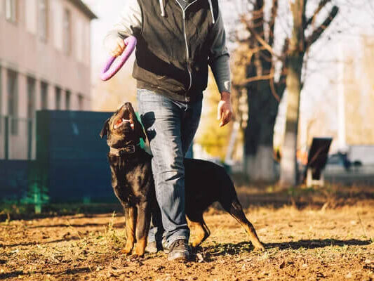 Comportementaliste canin Charleroi